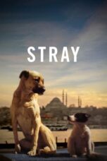 Stray (2020)